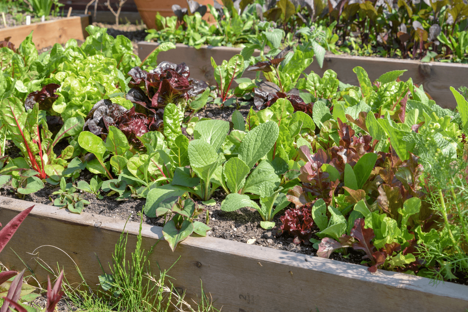 dyrke i pallekarm - ulike typer salat
