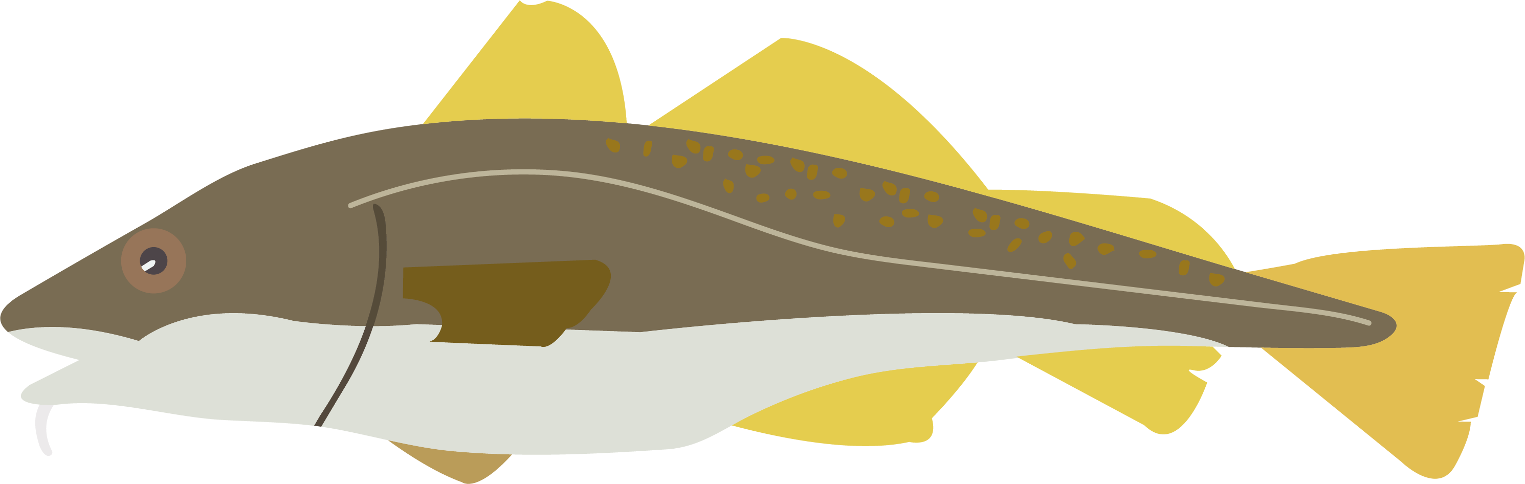 fisk